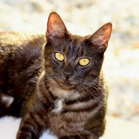 Σπίτι διακοπών Etoile Arc-en-ciel *